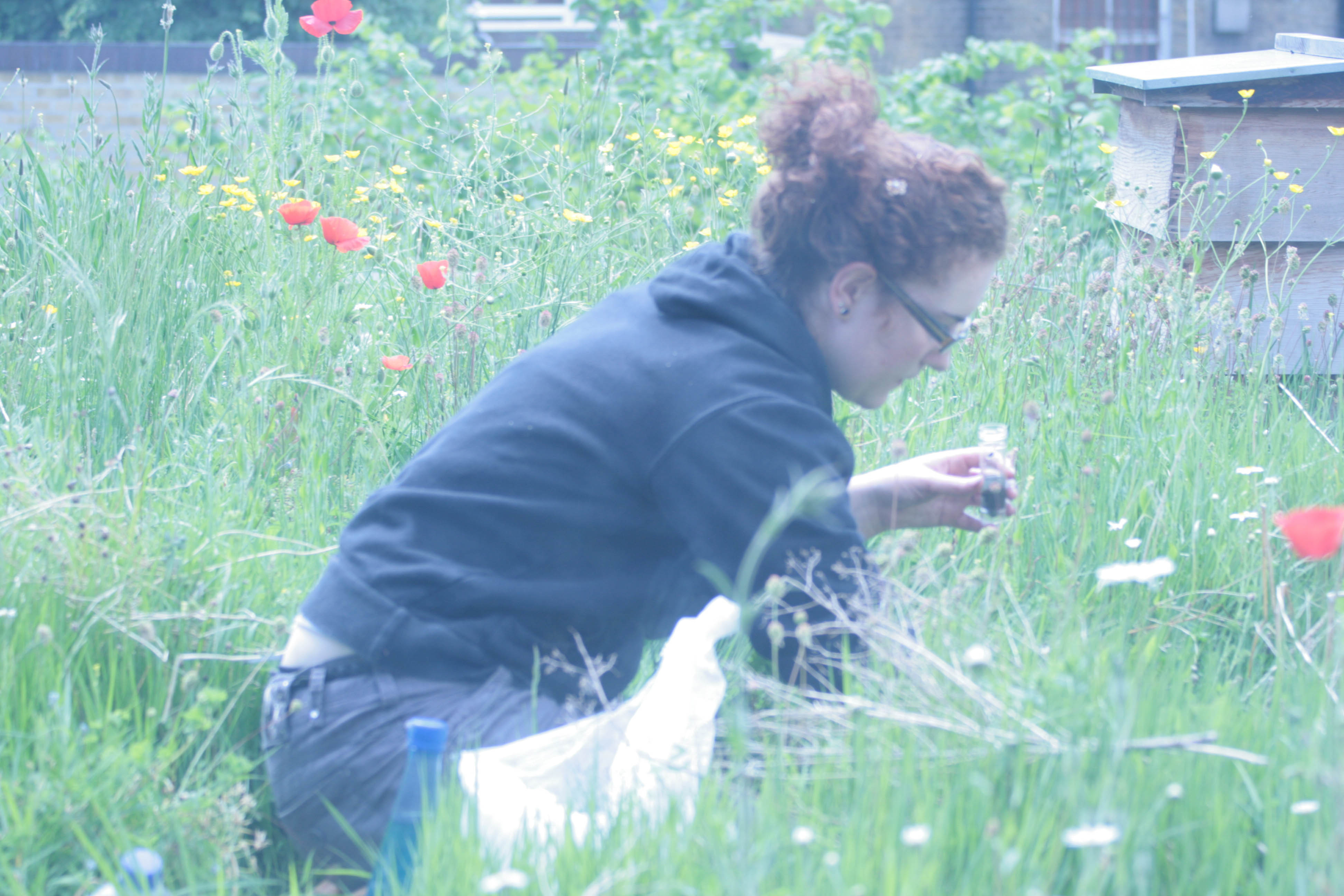 justin bere-green-roof-meadow-wildlife-university-research_0.jpg